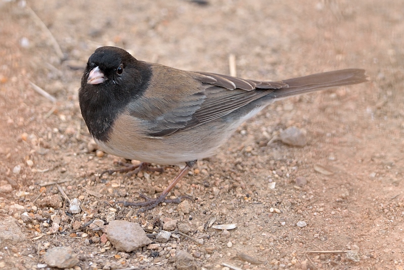 Grijze Junco